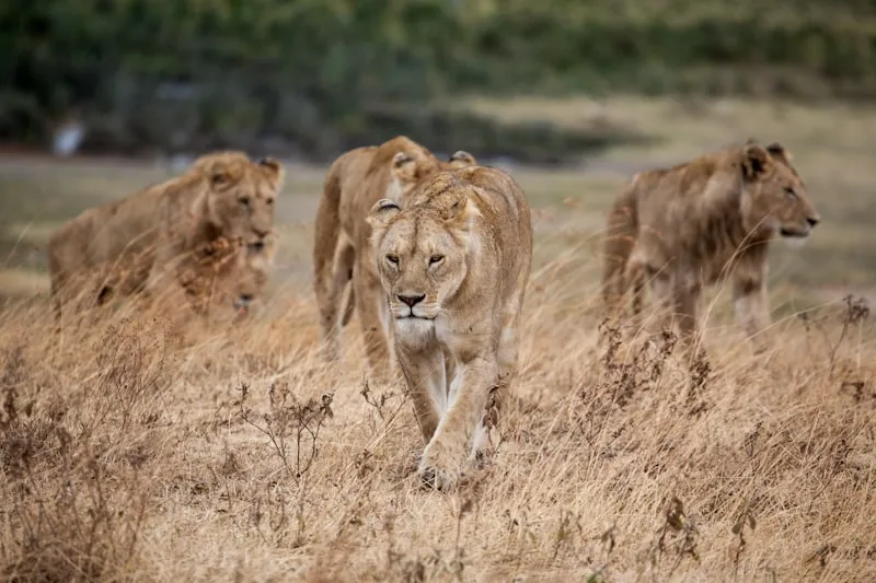 Leones en el Ngorongoro en Tanzania