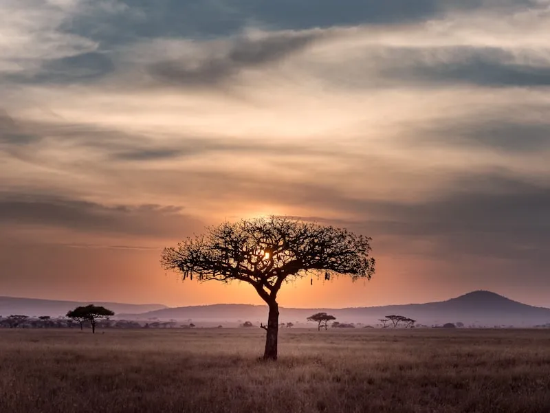 Árbol solitario en la sabana del Serengeti