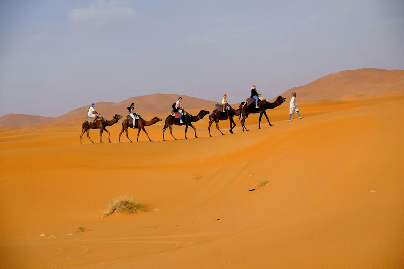 Camellos en el Sahara marroquí en Marruecos
