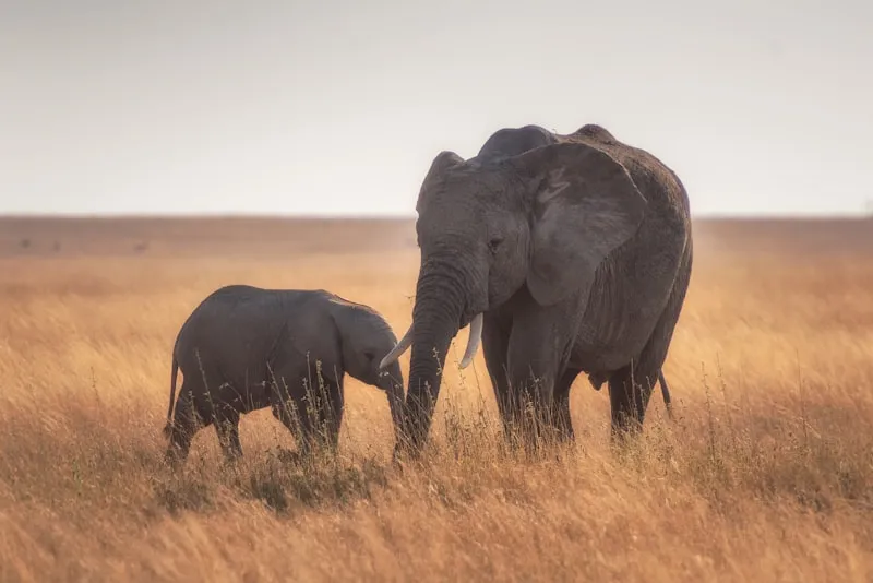 Elefantes en el Serengeti