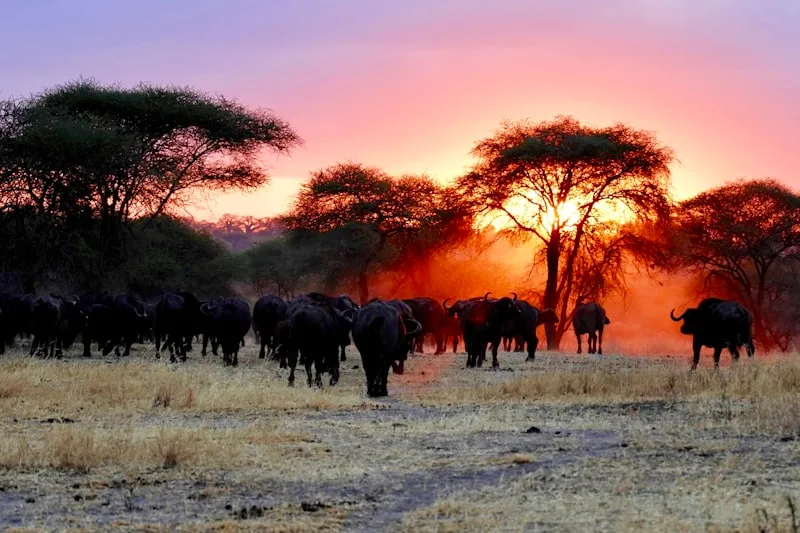 Búfalos en la sabana al atardecer en Tanzania