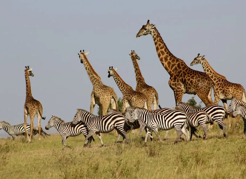 Jirafas y cebras en Masai Mara