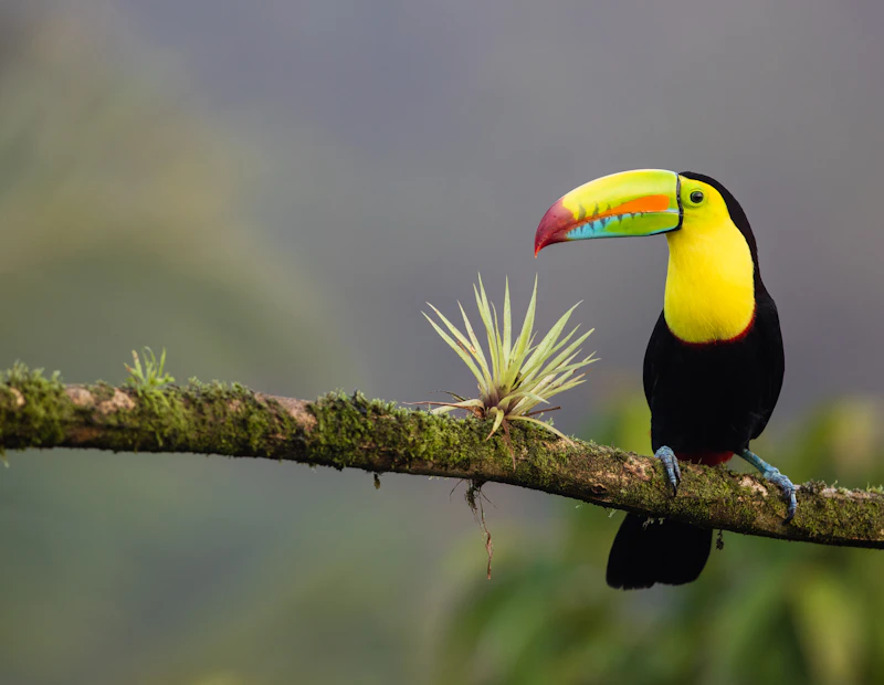 Tucán en Monteverde en Costa Rica