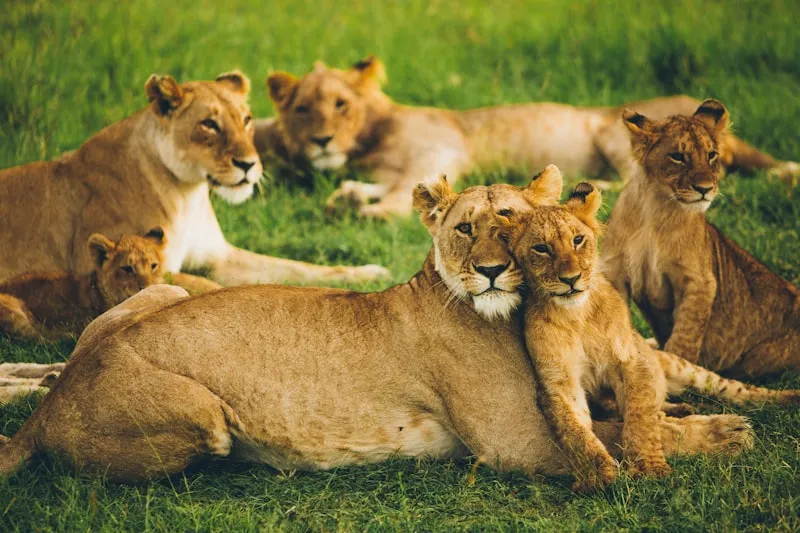 Leones en la sabana del Masai Mara
