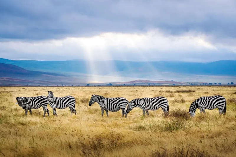 Cebras en el Ngorongoro en Tanzania
