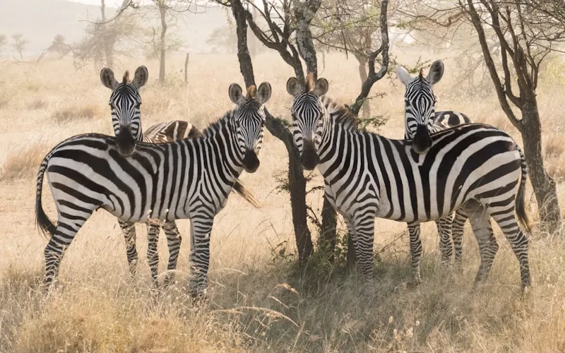 Cebras en el Serengeti