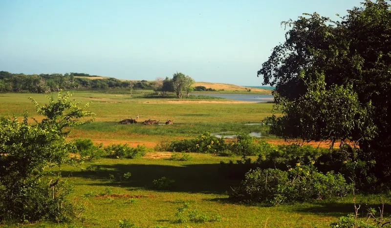 Naturaleza salvaje en Yala en Sri Lanka