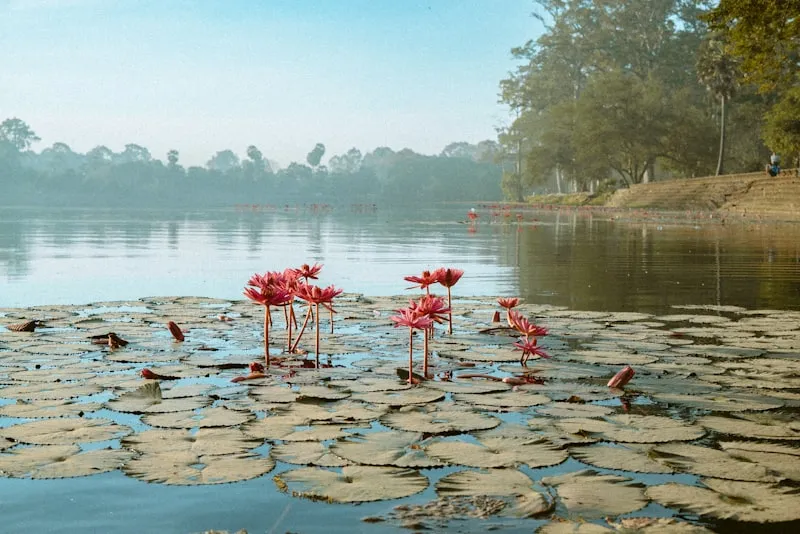 Templos de Angkor al amanecer