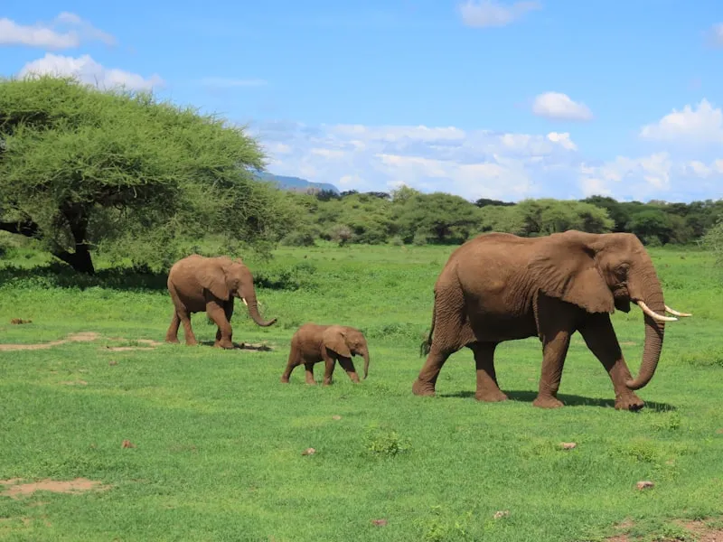 Manada de elefantes en el Serengeti