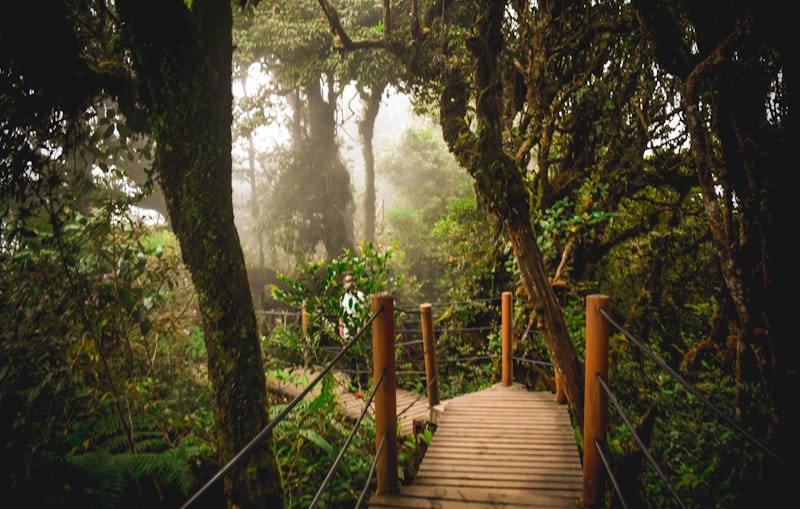 Puente en la selva de Cameron Highlands en Malasia