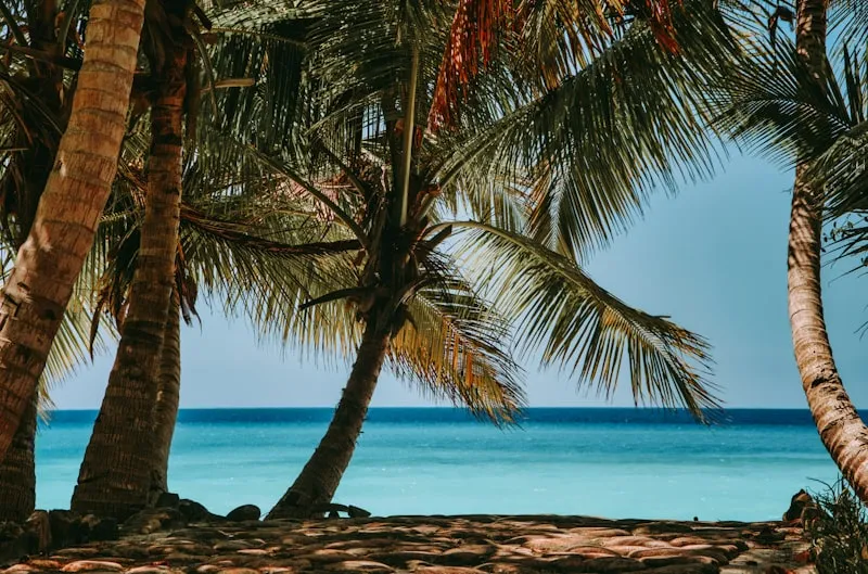 Palmera junto al mar en Nosy Be en Madagascar