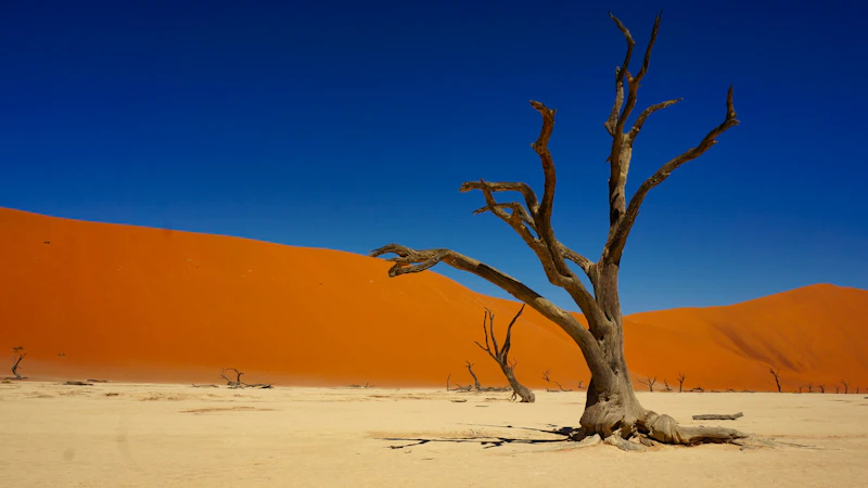 Árbol seco en Deadvlei en Namibia