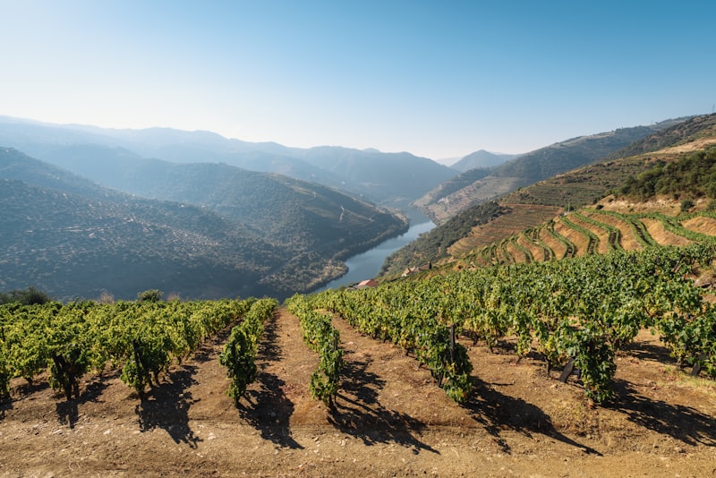 Viñedos del Valle del Douro en Portugal