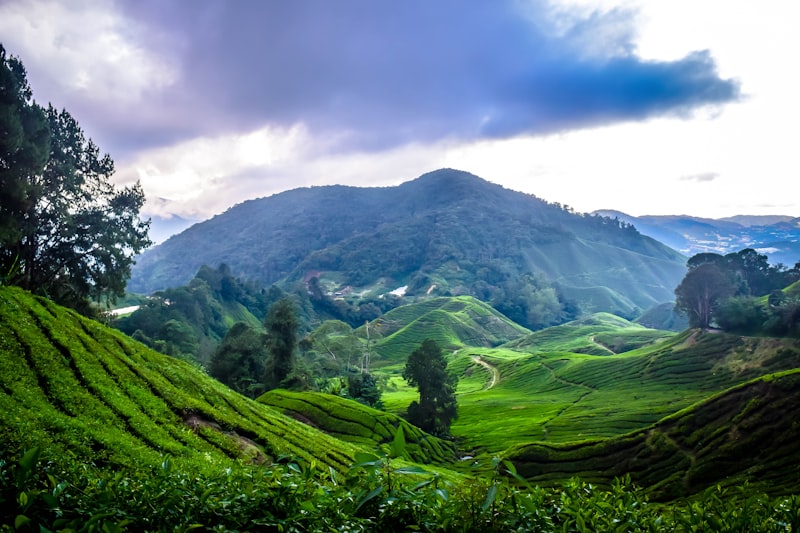 Plantaciones de té en Cameron Highlands en Malasia