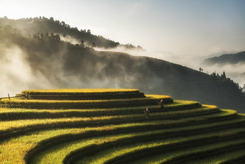 Arrozales en Sapa, Vietnam