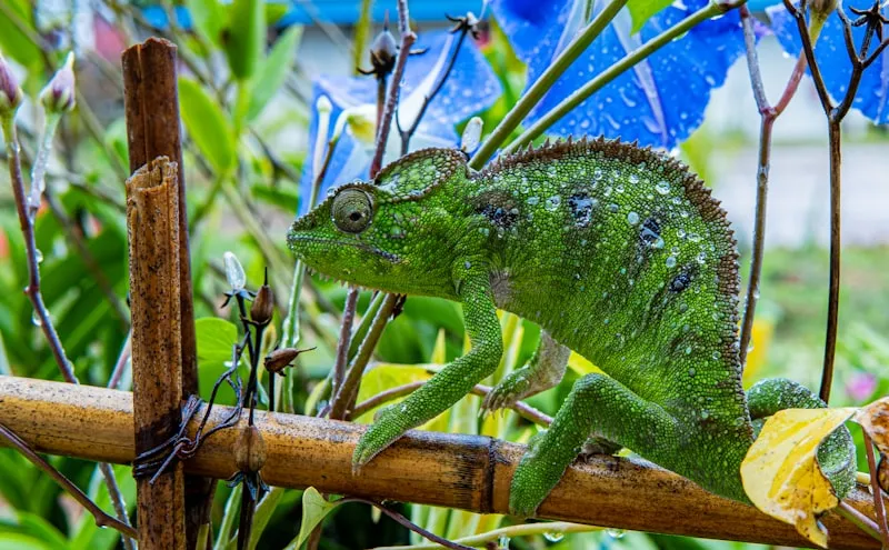 Camaleón de Madagascar