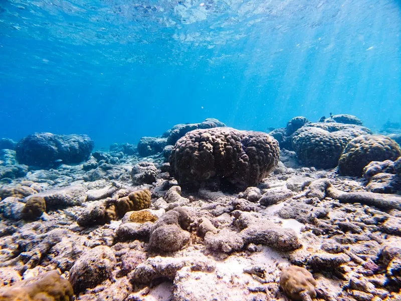 Snorkel en arrecife de Maldivas