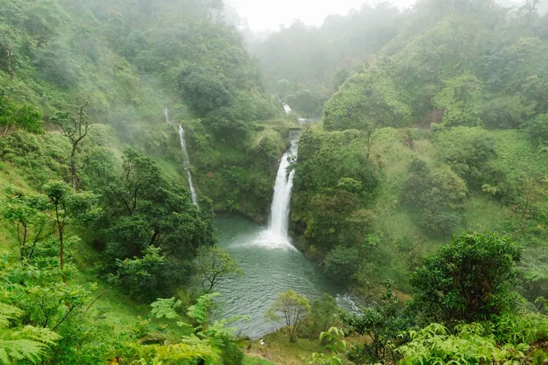 Vegetación tropical junto al río en Maui en Hawái