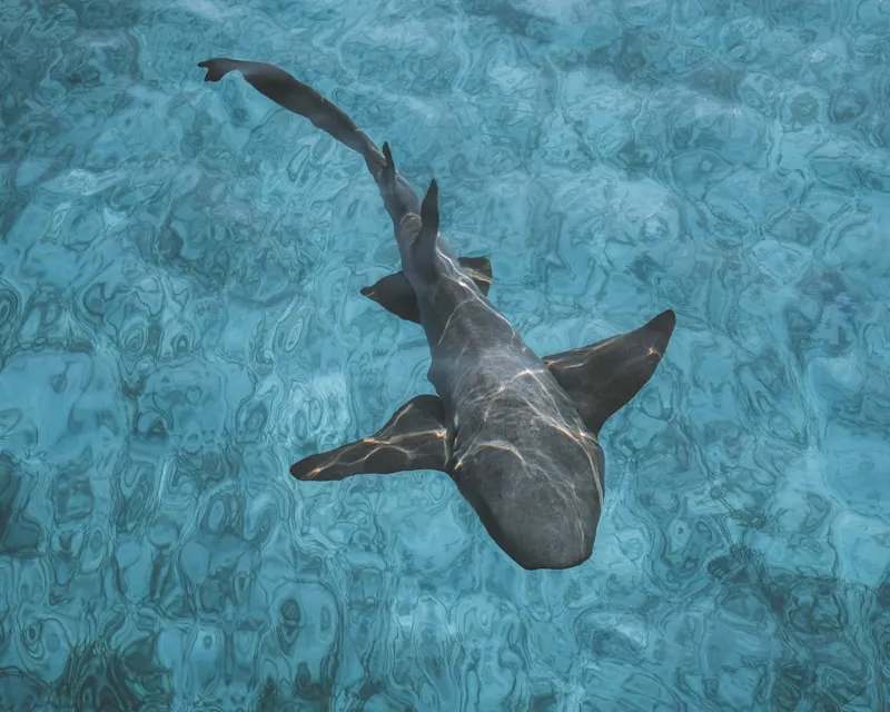Tiburones en aguas claras de Exumas en Bahamas