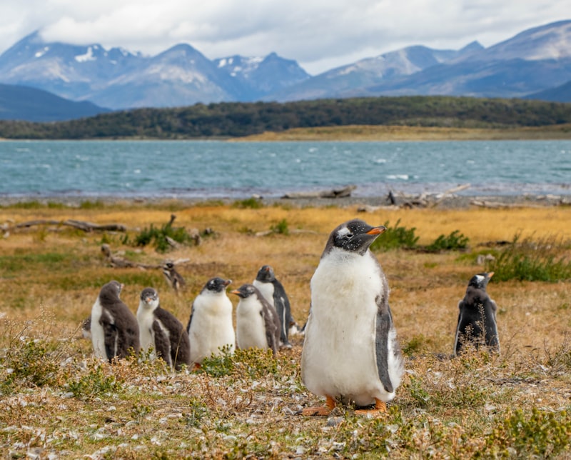 Pingüinos en Ushuaia en Argentina