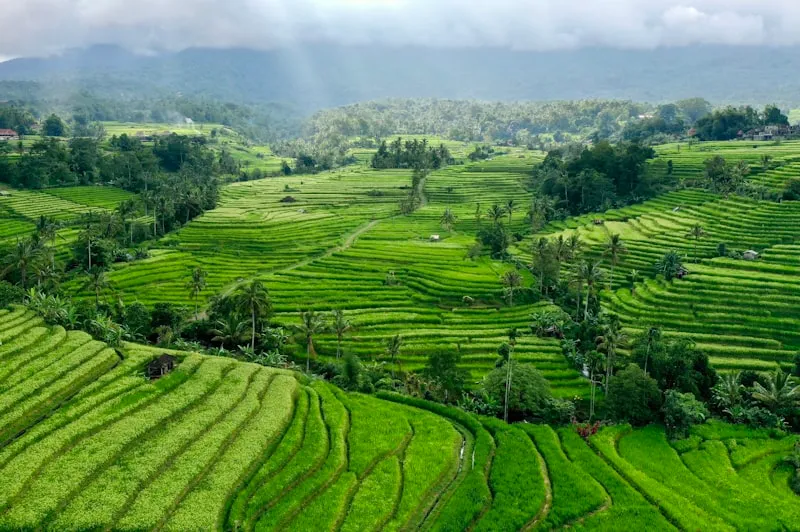 Arrozales de Tegalalang en Bali
