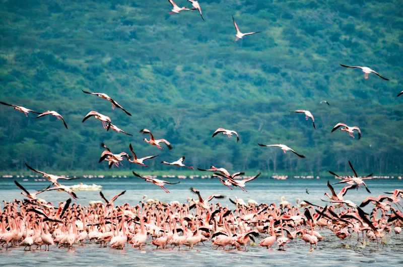 Bandada de flamencos en Lago Nakuru en Kenia