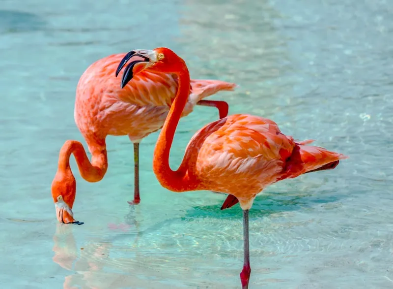 Flamencos rosados en Aruba