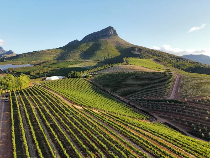 Viñedos de Stellenbosch en Sudáfrica