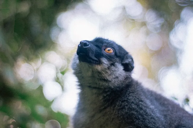 Lémur blanco y negro en Andasibe en Madagascar