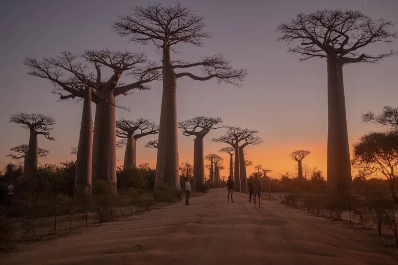 Avenida de los Baobabs en Madagascar