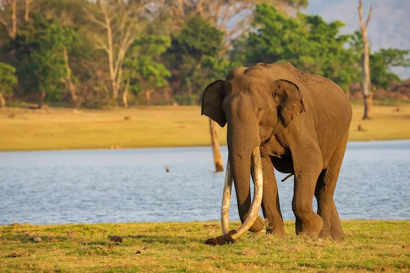 Elefante junto al lago en Uganda