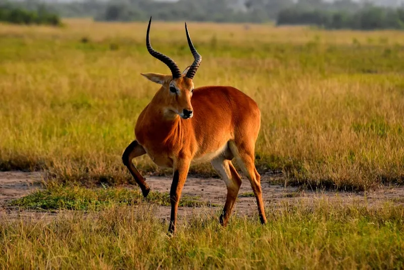 Antílope en la sabana en Uganda