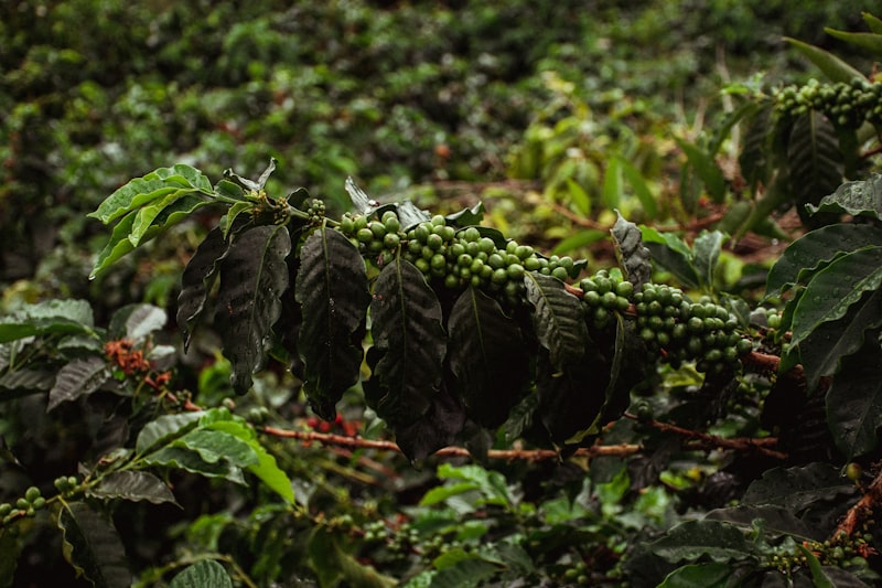 Recolección de café en Colombia