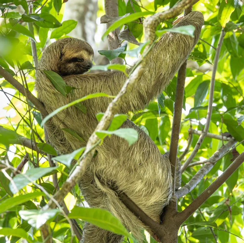 Perezoso en el bosque tropical en Costa Rica