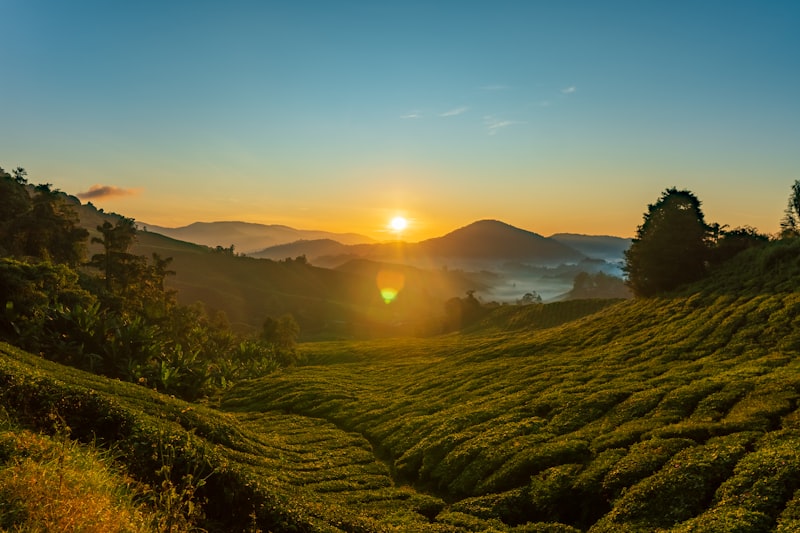 Atardecer en plantación de té en Malasia