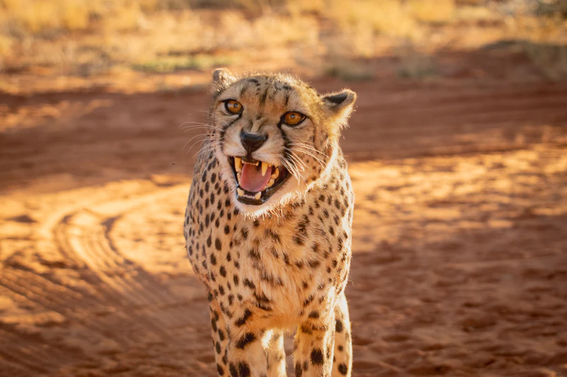 Guepardo en el Kalahari en Botsuana
