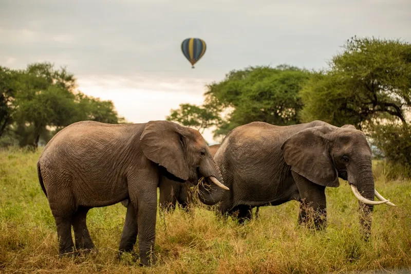 Elefantes en Tarangire en Tanzania