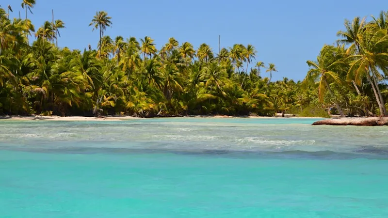 Palmeras en Rangiroa en Polinesia Francesa