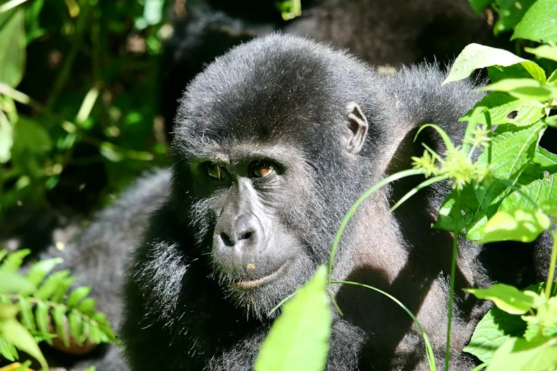 Gorila en Bwindi