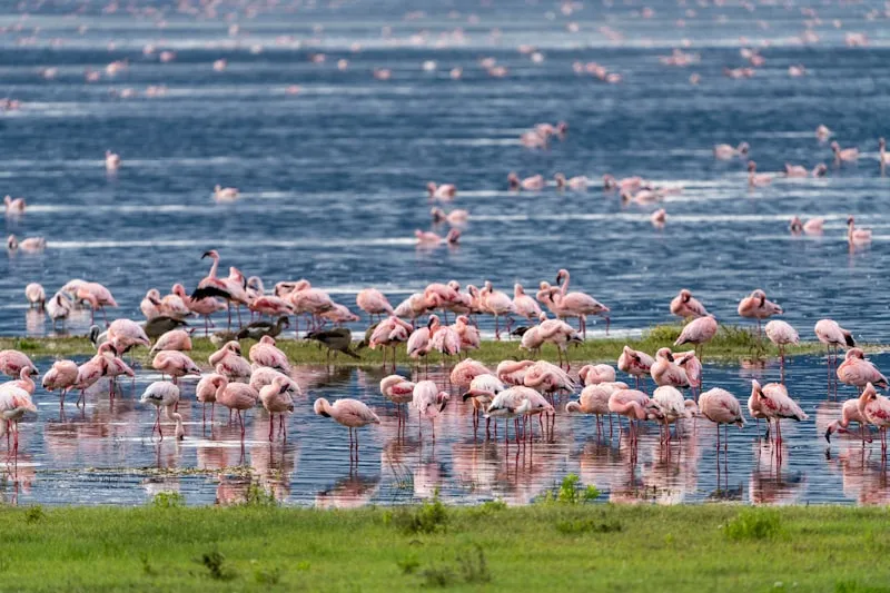 Flamencos en el cráter del Ngorongoro en Tanzania