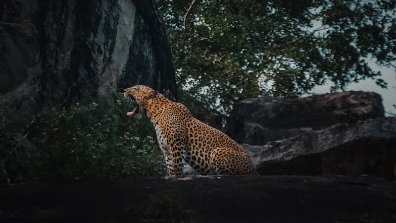 Leopardo en Yala en Sri Lanka