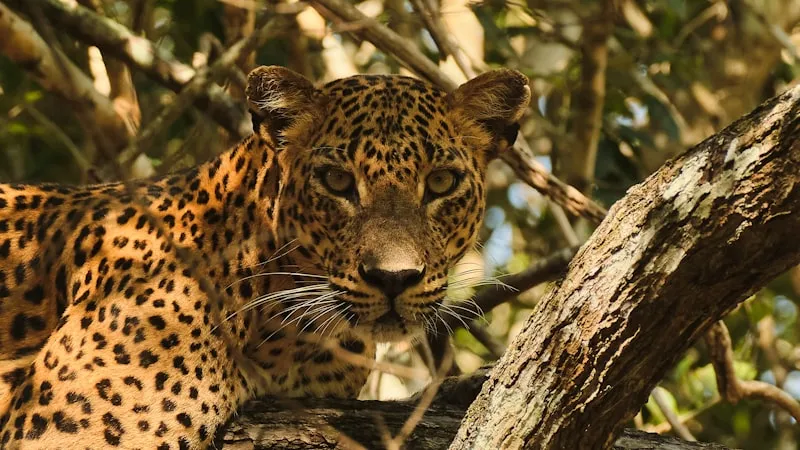 Leopardo en árbol en Yala en Sri Lanka