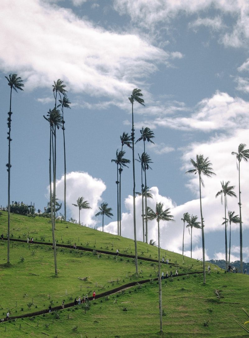 Valle del Cocora en Colombia