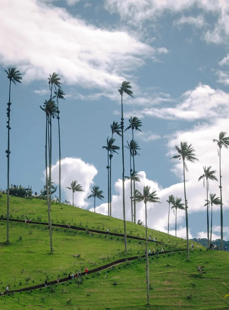 Valle del Cocora en Colombia